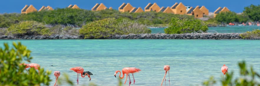 Beeld - Bonaire