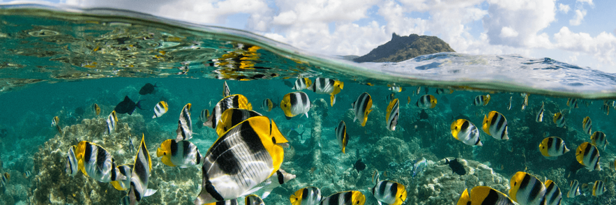 Imagen - Pacífico Sur 