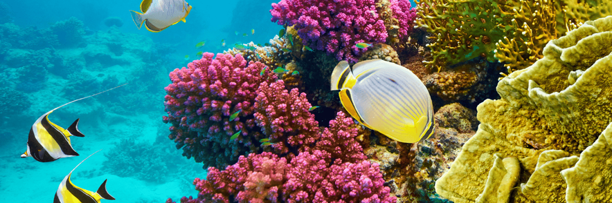 Immagine - Mar Rosso