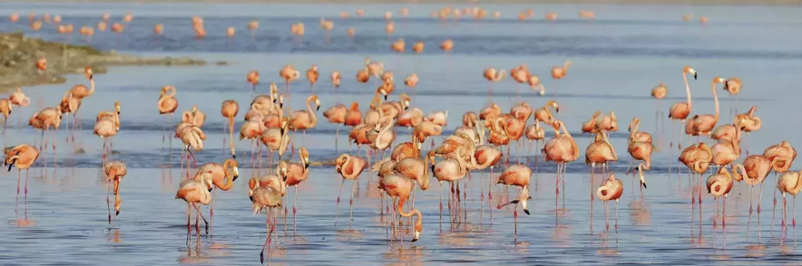 Image - ABC eilanden