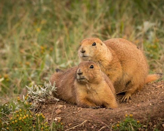 Badlands National Park SD