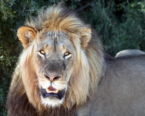 Addo Elephant National Park