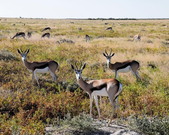 Etosha National Park