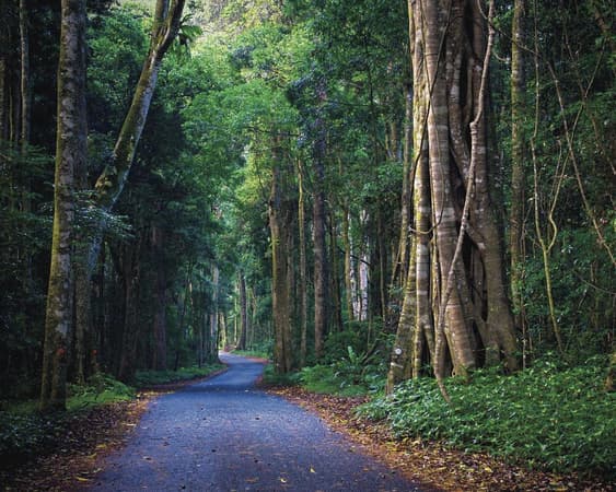 Lamington Nationaal Park
