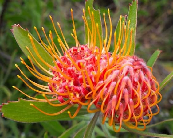 Chimanimani National Park