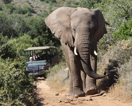 Amakhala Natuurreservaat