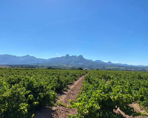Stellenbosch