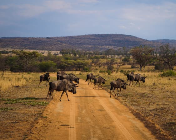 Welgevonden Wildreservaat