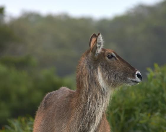 Kagga Kamma Natuurreservaat