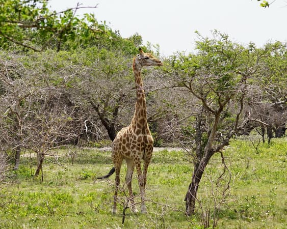 Reserva Especial de Maputo