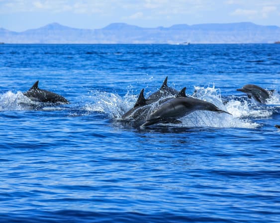 La paz (Baja California)