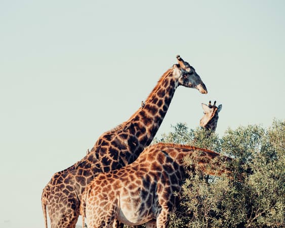 Kruger Nationaal Park