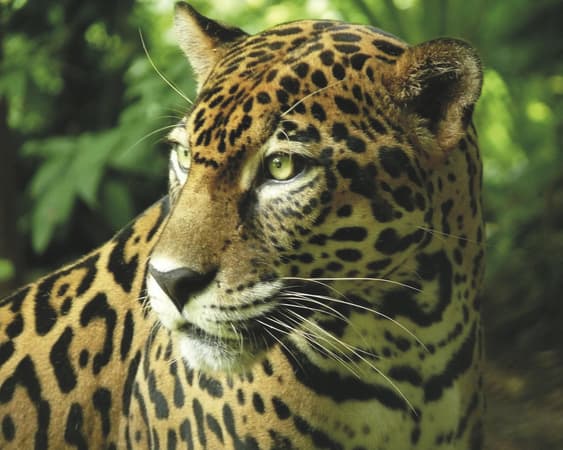 Corcovado Nationaal Park