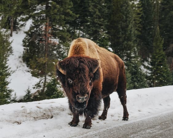 Buffalo WY