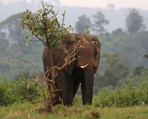 Aberdare National Park