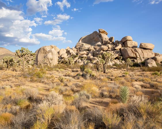 Joshua Tree National Park CA