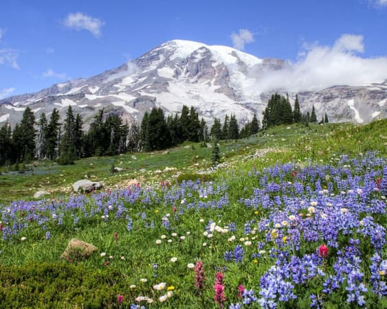 Mount Rainier National Park WA