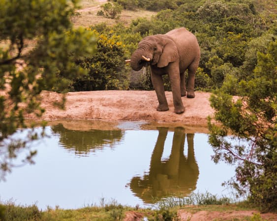 Sanbona Wildreservat