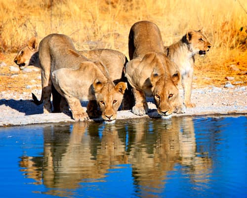 Etosha National Park