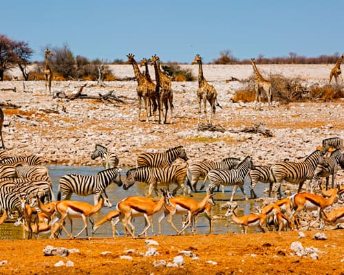 Etosha National Park