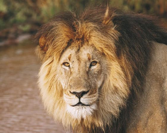 Welgevonden Wildreservaat