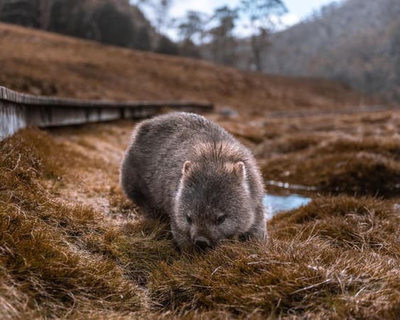 Cradle Mountain