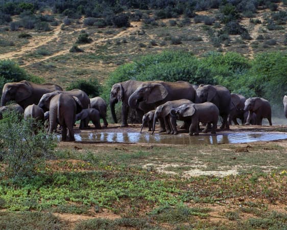 Shamwari Wildreservaat