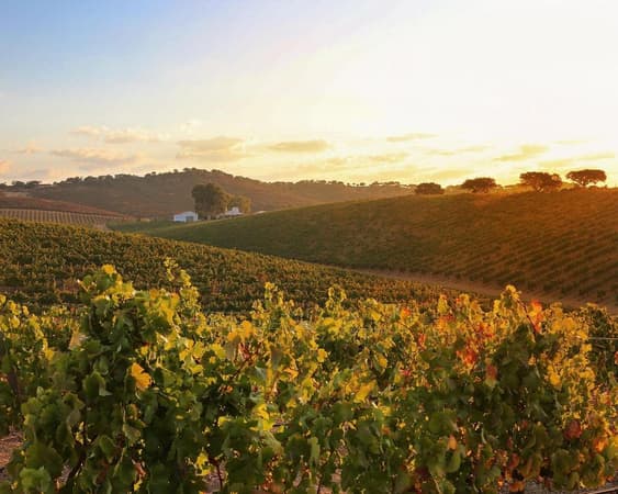 Reguengos de Monsaraz