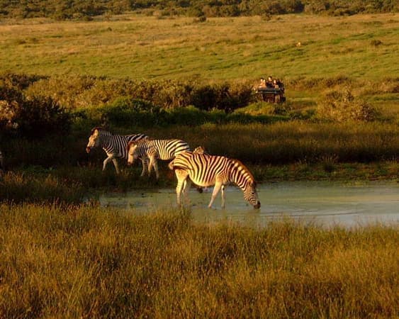 Shamwari Wildreservaat