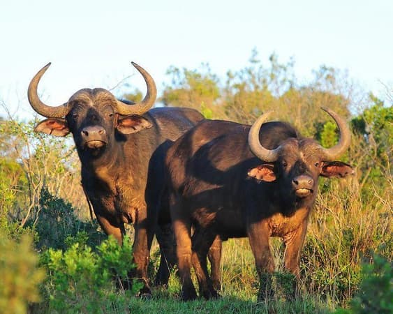 Kariega Game Reserve Oost-Kaap