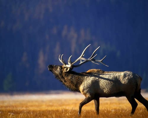 Yellowstone National Park WY