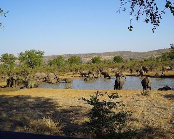 Kruger Nationaal Park