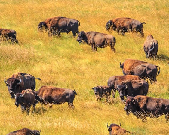 Badlands National Park SD