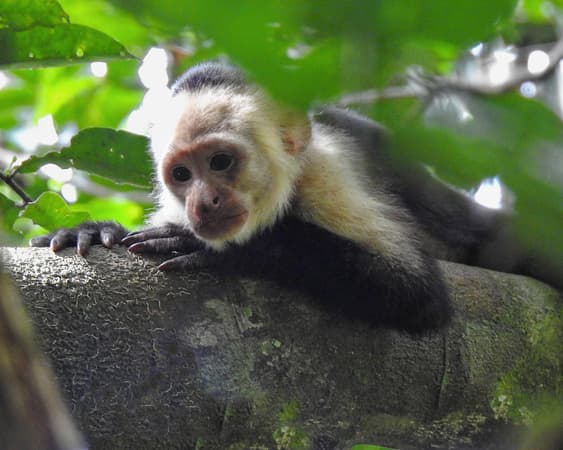 Corcovado Nationaal Park