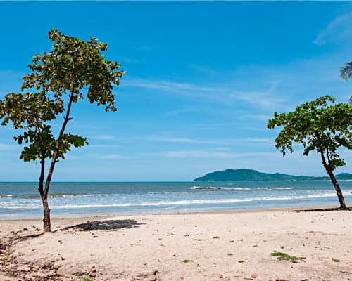 Tamarindo