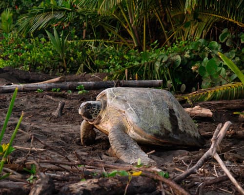 Tortuguero