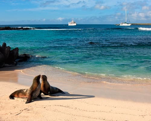The Galapagos Islands