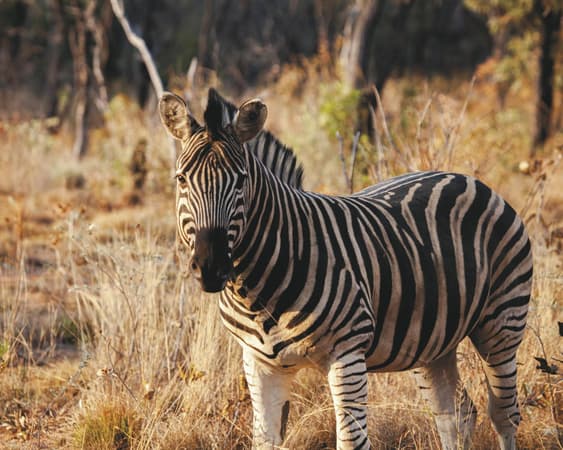 Welgevonden Wildreservaat