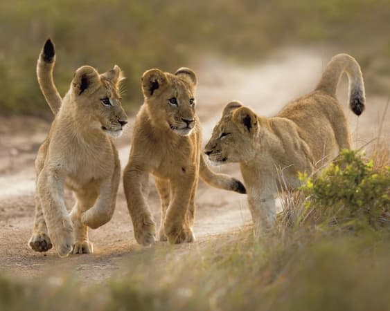 Kariega Game Reserve Oost-Kaap