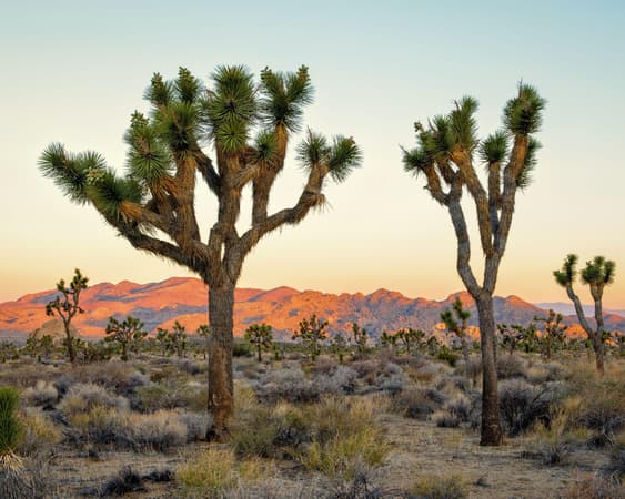 Joshua Tree National Park CA