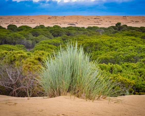 Doñana