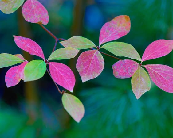 Wild Rogue Wilderness Area