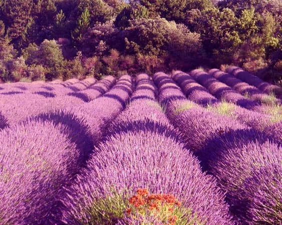 Provence