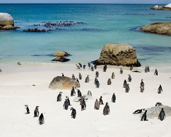 Boulders Beach