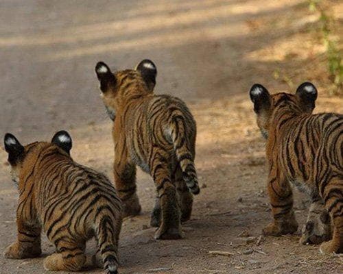 Ranthambore