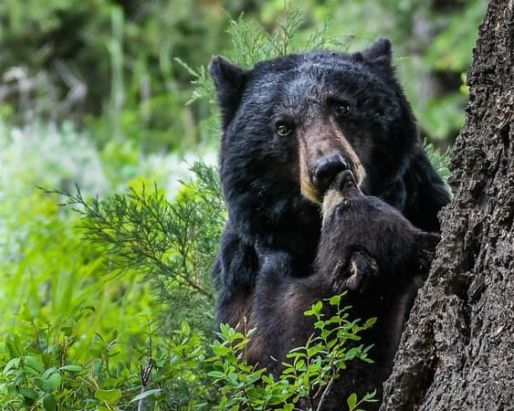 Yellowstone National Park WY
