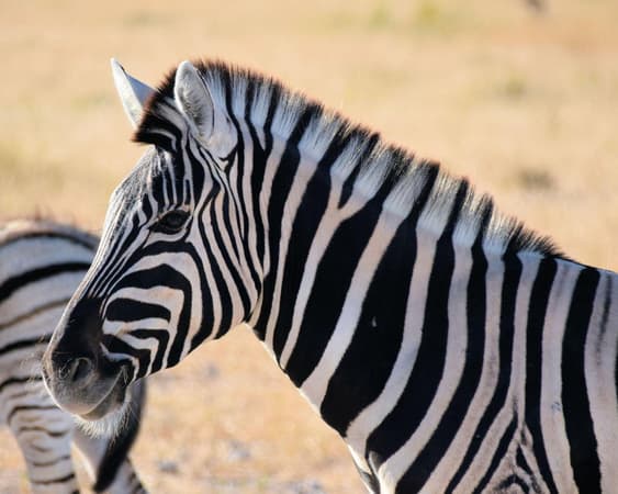 Etosha National Park