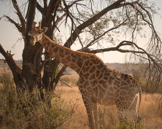 Welgevonden Game Reserve