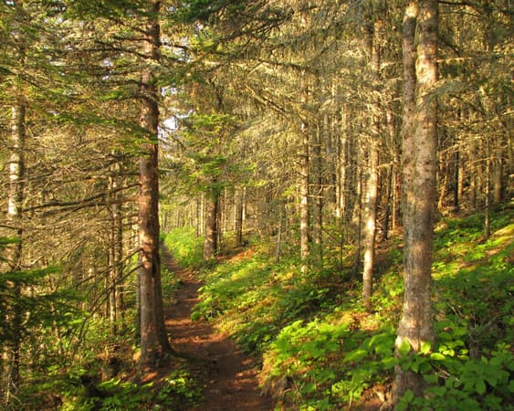 Hallormsstadhaskogur