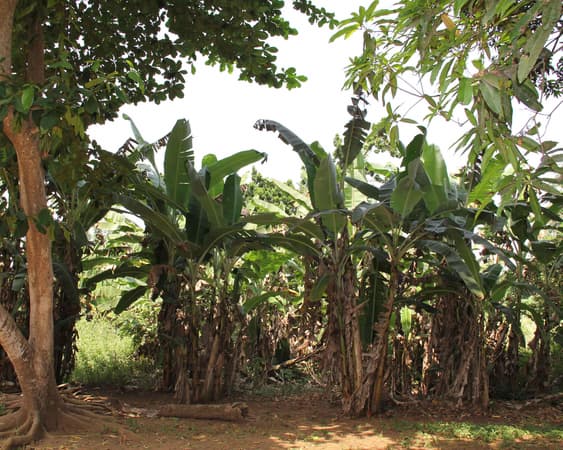 Банановые острова